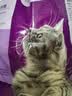 伟嘉成猫猫粮 夹心粮10kg牛肉味全价猫粮 实拍图