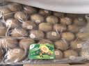 佳沛（zespri）金奇异果25粒原箱特大果134-146g猕猴桃中秋节礼品送水果礼盒 实拍图