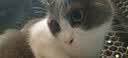 伟嘉成猫猫粮3.6kg海洋鱼味布偶夹心粮【原料透明】 实拍图