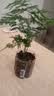 文竹盆栽绿植花卉盆景植物室内客厅水培文松云竹文竹大苗四季常青 小文竹【1颗】原盆原土球发货 高度15-25cm 实拍图
