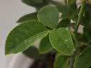 果汁阳台月季花苗四季开花卉盆栽绿植物室内花易活玫瑰带花苞庭院 艾莎【大花浓香，月月开分枝多】 【带花苞】【盆口径15cm】原盆冠25高35 实拍图