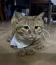 诚实一口P40全价猫粮成猫幼猫室内外80%鲜肉高蛋白长肉美毛鸡鱼味1.5kg 实拍图