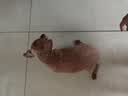 麦富迪狗粮 藻趣儿狗粮成犬粮牛肉螺旋藻 均衡营养2.5kg 实拍图