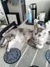 伟嘉成猫猫粮3.6kg海洋鱼味布偶夹心粮【原料透明】 实拍图