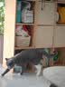 冠能猫粮成猫猫粮鸡肉味3.5kg 全价猫粮 稳固免疫 适口性强 实拍图