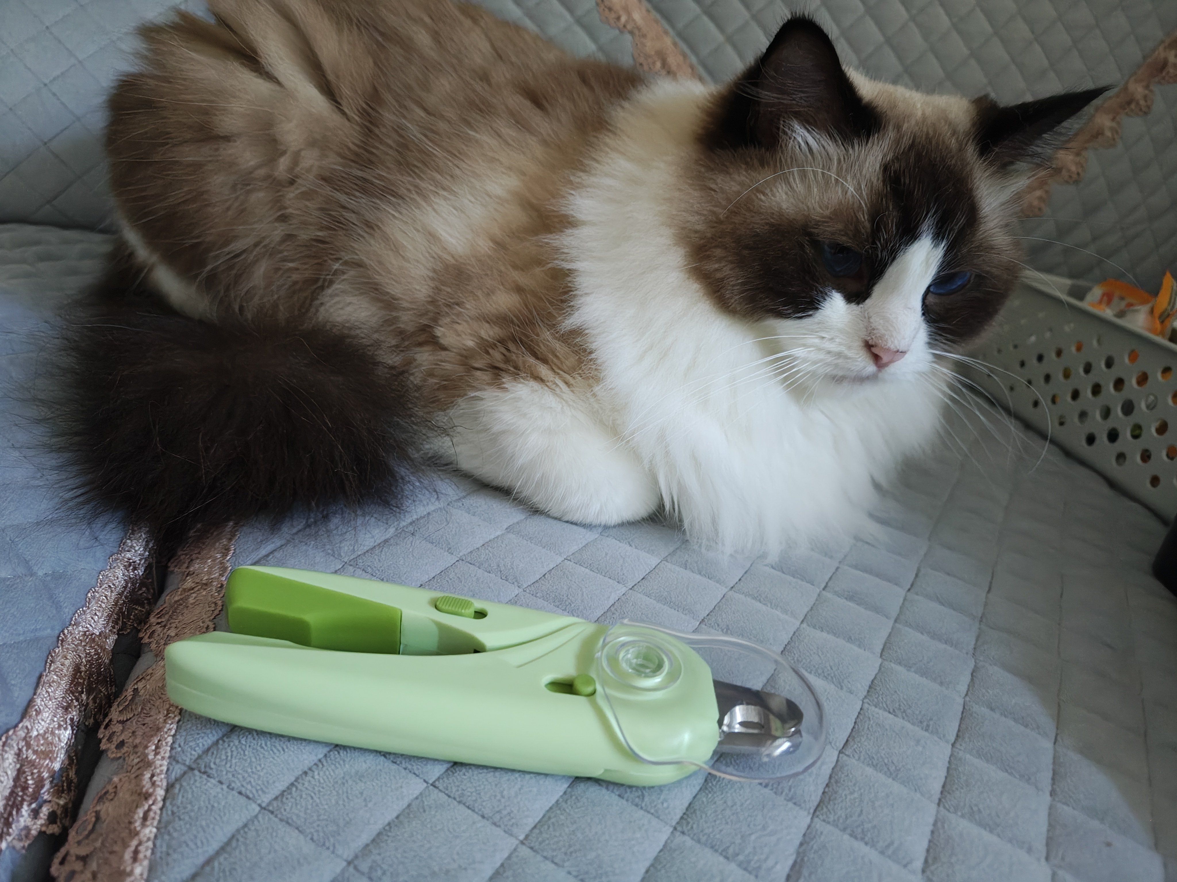 HELLOJOY猫咪指甲剪LED灯宠物猫猫狗狗剪指甲钳子神器指甲刀带灯 实拍图