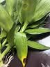 花翁富贵竹水培绿植招财转运室内客厅水养花卉盆栽植物文昌竹源头直发 实拍图