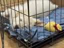 腆宠狗笼狗窝猫笼狗笼子中小型犬带厕所猫笼子大号家用室内狗围栏兔笼 实拍图