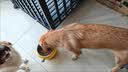 力狼狗粮 全价成犬粮 博美泰迪金毛阿拉斯加边牧大中小犬型粮 【经典配方】成犬专用20kg 实拍图