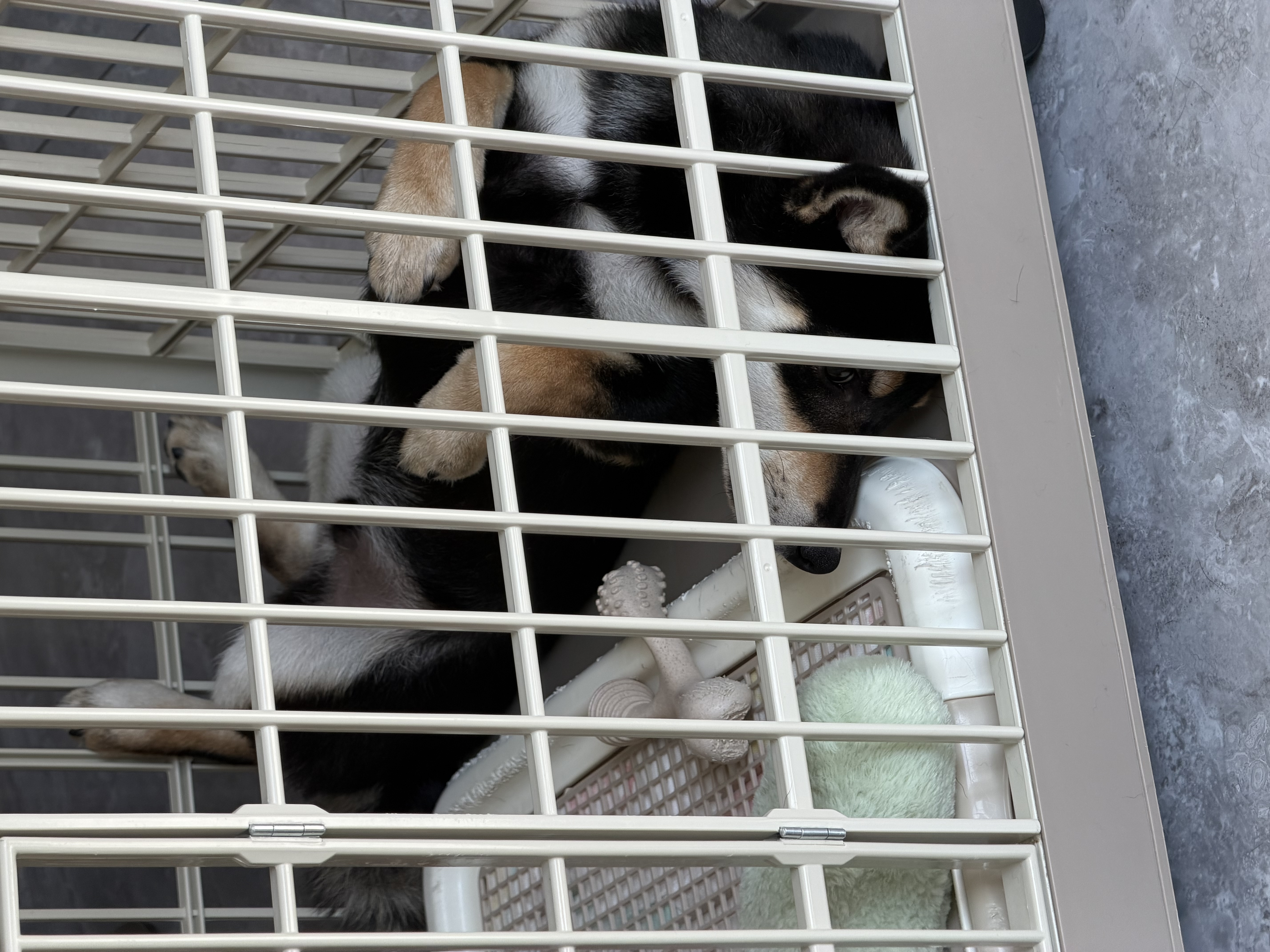 皇家（ROYAL CANIN）幼犬肠道全价处方粮配方粮减轻肠道负担肠胃菌群稳定GIJ29/1.5KG 实拍图