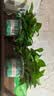 京东绿植绿萝盆栽除甲醛花卉绿植办公室新房净化空气180加仑4盆装源头直发 实拍图