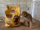 宝路狗粮全犬种通用全价粮成犬狗粮中小型犬牛肉味7.5kg【原料透明】 实拍图