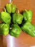 新鲜绿菜椒现摘山东圆椒青椒太空甜椒蔬菜灯笼椒生吃蔬菜沙拉 山东新鲜圆椒净重1.8斤 实拍图