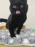 HELLOJOY狗垫子狗窝冬季保暖猫垫子宠物冬加厚猫窝睡觉用毛毯猫咪狗狗睡垫 实拍图