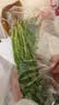 带根香菜100g 实拍图