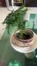 文竹盆栽绿植花卉盆景植物室内客厅水培文松云竹文竹大苗四季常青 小文竹【1颗】原盆原土球发货 高度15-25cm 实拍图