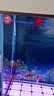森森（SUNSUN）大型鱼缸底过滤水族箱客厅家用落地玻璃生态金鱼缸 超白款升级底滤 0.8米长35cm宽（黑白灰可选） 实拍图