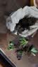 急兔多肉植物桌面盆栽绿植DIY花卉多肉随机多肉10颗不含盆土源头直发 实拍图