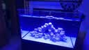老漁匠活石新鲜高钙深海活石海水缸鱼缸开缸造景多孔微生物集聚免爆藻石 天然钙藻活石色10斤3-8块 带钙形状各异自然1斤，3斤，5斤，10斤 晒单实拍图