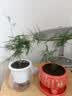 文竹盆栽绿植花卉盆景植物室内客厅水培文松云竹文竹大苗四季常青 小文竹【2棵更实惠】原土球发货 高度15-25cm 实拍图