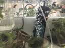 森森鱼缸变频加热棒 适用20-30L 离水断电 水族箱加热器 ARK-50J款50W 实拍图