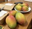 京鲜生 攀枝花【即食大果】凯特芒果 净重10斤 单果700g 5-7颗 生鲜礼盒 实拍图