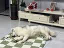 比瑞吉狗粮大中型犬老年犬俱乐部系列鸡肉鲣鱼海藻山药通用粮12kg7岁+ 实拍图