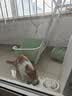 诚实一口K01全价幼猫粮孕猫乳铁蛋白新西兰绵羊奶配方1.5kg 实拍图