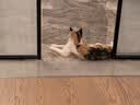 光多拉猫抓板蒲草猫窝大号60CM耐磨抓不掉屑猫咪磨爪夏季藤编宠物凉席垫 实拍图