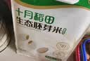 十月稻田 胚芽米 3斤（东北大米 杂粮伴侣 粥米 小包装1.5kg） 实拍图