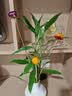 爱满干花 真花 云南麦杆菊花小雏菊天然风干花束摆设插花网红装饰摆件 麦秆菊彩色一束（40朵以上花头） 干树枝 实拍图