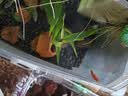 森森 小鲤鱼缸过滤器净水循环三合一内置水族箱过滤系统XQP-500F 6W 实拍图