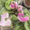 仙客来盆栽带花特大号兔子花卉植物室内重瓣蝴蝶兰四季开花好养苗 【5盆特惠】随机不同品种 仙客来5盆 实拍图