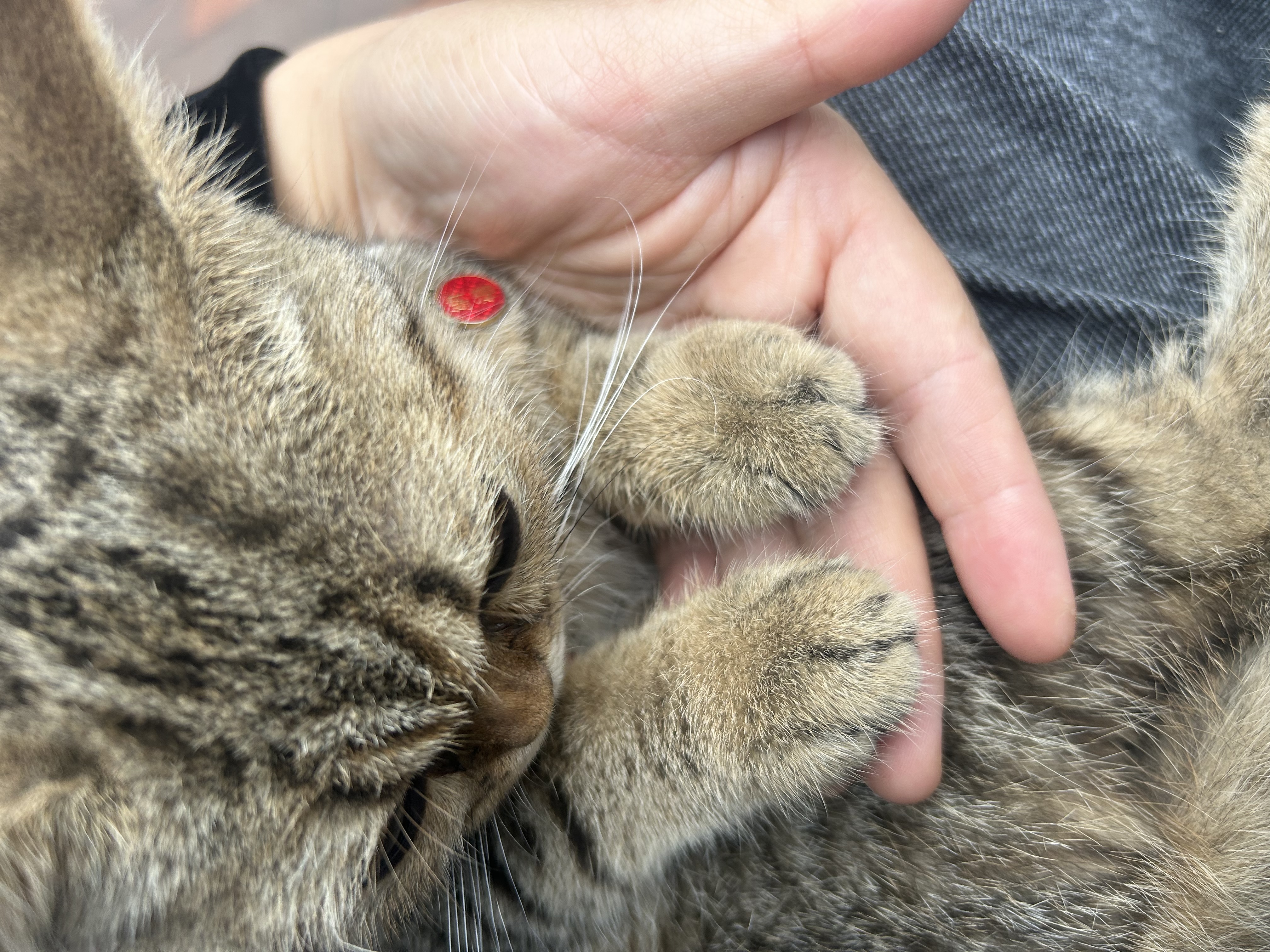 狼孩儿幼猫成猫猫粮深海鱼三文鱼全猫期布偶蓝猫英短猫咪全价粮 海洋鱼猫粮5kg(10斤) 实拍图