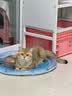皇家猫粮 英短成猫粮 BS34 通用粮 12月以上 2KG 实拍图