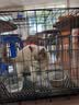 腆宠狗笼狗窝猫笼狗笼子中小型犬带厕所猫笼子大号家用室内狗围栏兔笼 实拍图