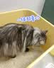 N1 爱宠爱猫n1活性炭纯豆腐猫砂6.5kg大包植物砂升级2.0mm颗粒易结团可冲厕所 实拍图