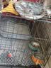 憨憨宠猫笼折叠猫笼子大号猫别墅加粗加密双层猫舍猫窝宠物猫咪用品家用 黑色 600双层 实拍图