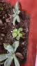多肉植物精选随机一款多肉好养易活桌面绿植【两单及以上发货】1 一颗随机品种多肉植物 实拍图