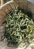 南京同仁堂金装肾精草60g黄金草嗷嗷叫正宗东北长白山化石草男士滋补养生茶 实拍图