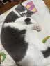 沃趣 猫砂膨润土20斤强效除臭低粉尘易结团青柠大包装小颗粒遇水释香 实拍图