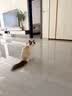 雅礼颂猫咪零食冻干鸡小胸鱼油夹心冻干200g宠物专用美发磨牙营养粮 实拍图