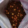 麦富迪猫粮 超肉粒冻干双拼幼猫粮免疫护肠胃 三文鱼2kg 实拍图