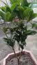 桂花树苗盆栽室内四季桂花卉植物金桂丹桂庭院大树浓香型绿植开花 精品四季桂花60-70cm【原土球发货】 实拍图