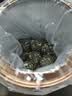 印象堂新茶 茉莉龙珠特浓香型冷泡茉莉花茶罐装川派窨制茶叶100g罐装 实拍图