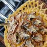广东徐闻香水菠萝新鲜水果生鲜热带孕妇水果整箱包邮 【限时低价】1个装  净重650g起 实拍图