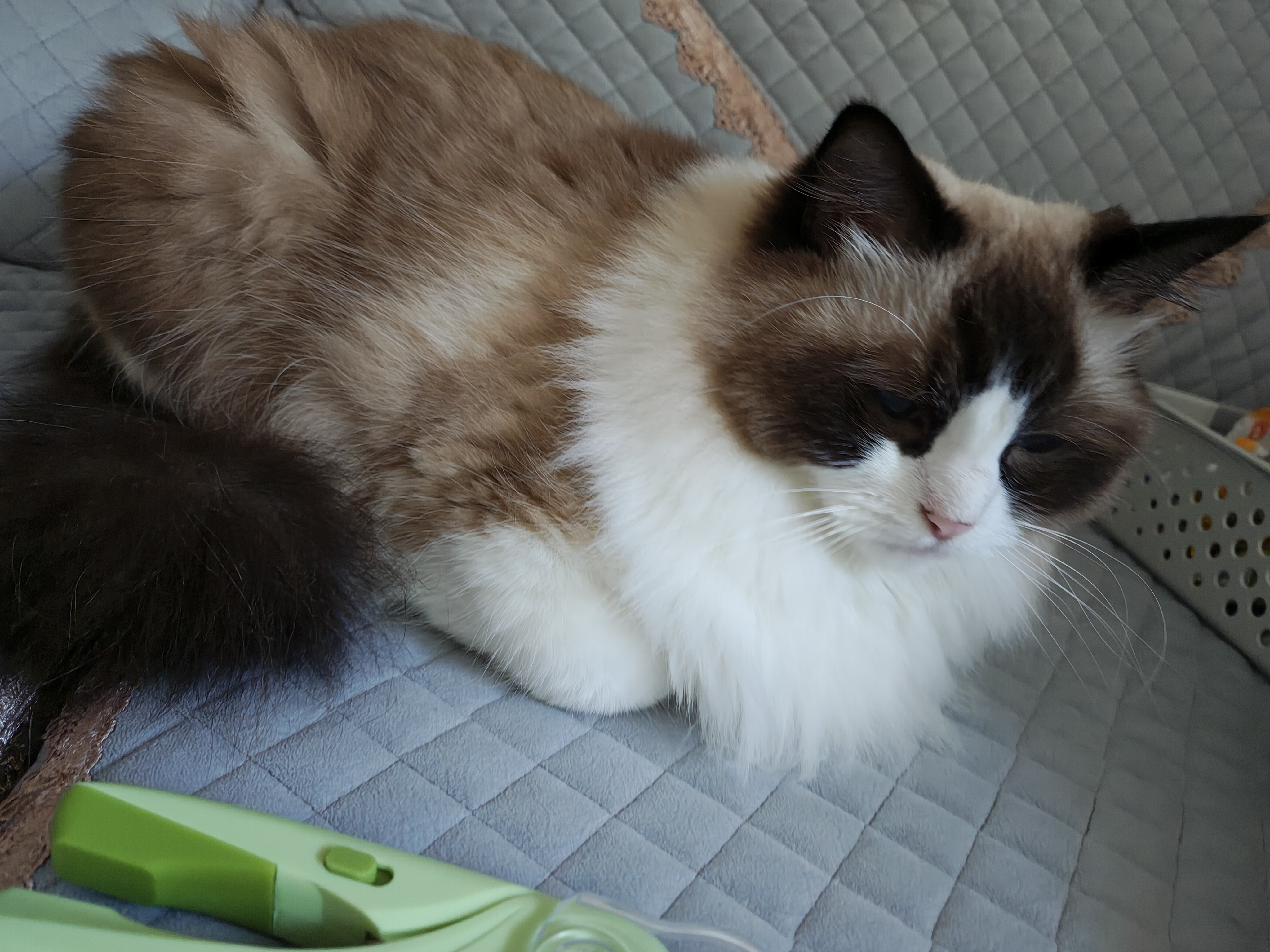 HELLOJOY猫咪指甲剪LED灯宠物猫猫狗狗剪指甲钳子神器指甲刀带灯 实拍图