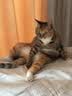 冠能猫泌尿道健康全价处方粮猫粮成年猫 助减结石形成1.5kg*3官方正品 实拍图