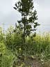 欧博桂花树大树大型庭院原生地栽桂花树苗八月桂金桂四季桂丹桂沉香桂 金桂【原生】 4公分粗【1.5-1.8米左右高】 实拍图