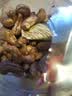 可味（KEWEI）带皮腰果新货大颗粒紫皮腰果仁每日坚果炒货休闲孕妇零食年货批发 【大颗粒】含罐500g*2罐 实拍图